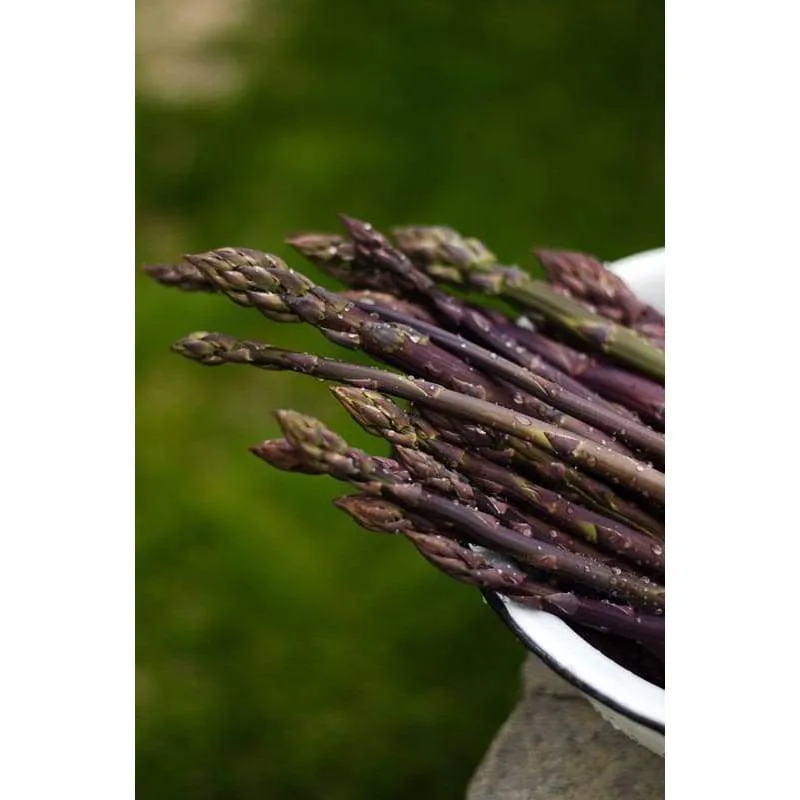 Asparagus 'Purple Passion'
