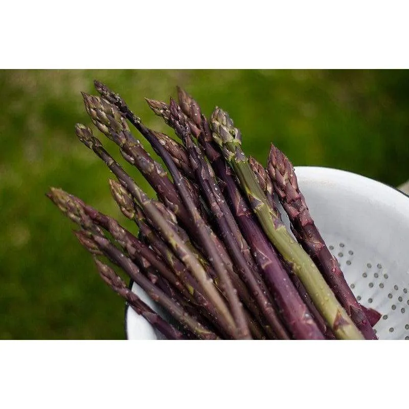 Asparagus 'Purple Passion'