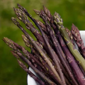 Asparagus 'Purple Passion'